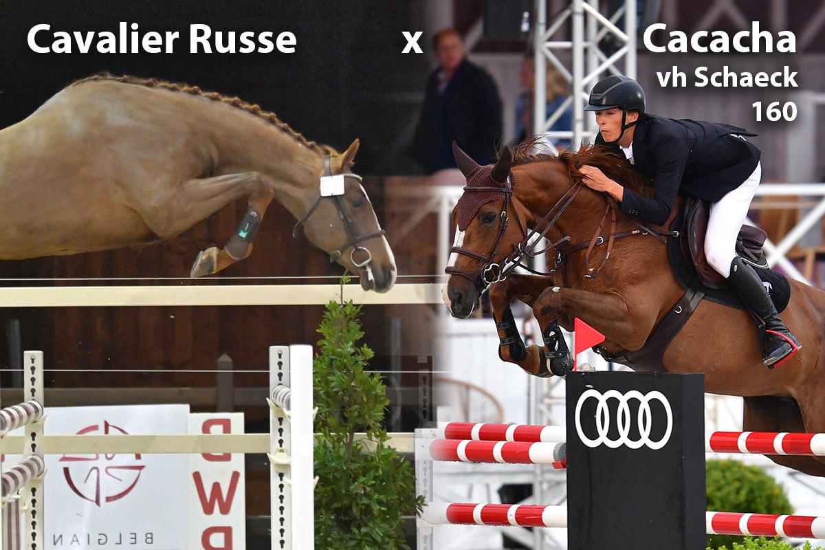 paard-cavalier-russe-x-cacacha-peter.jpeg