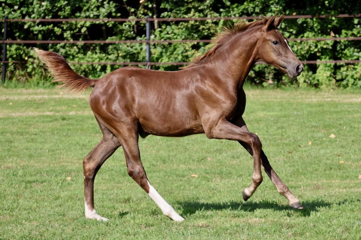 paard-fullsizeoutput3d4d.jpeg